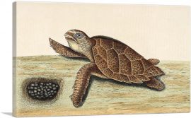 Hawksbill Turtle 1743-1-Panel-18x12x1.5 Thick