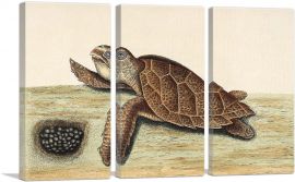 Hawksbill Turtle 1743-3-Panels-60x40x1.5 Thick