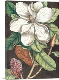 Laurel Tree Magnolia Altissima-1-Panel-12x8x.75 Thick