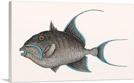 Old Wife Fish-1-Panel-12x8x.75 Thick