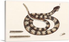 Rattle Snake-1-Panel-12x8x.75 Thick