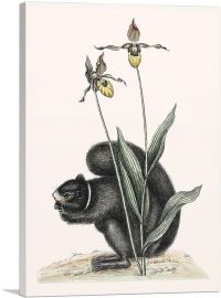Vintage Illustration Of Black-Squirrel