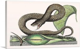 Vintage Illustration Of Brown Viper-1-Panel-12x8x.75 Thick