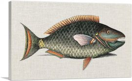 Vintage Illustration Of Parrot Fish-1-Panel-18x12x1.5 Thick