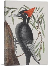 White-Billed Woodpecker-1-Panel-12x8x.75 Thick