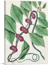 Bluish-Green Snake With Frutex Baccifer 1731