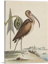 Brown Curlew-1-Panel-12x8x.75 Thick