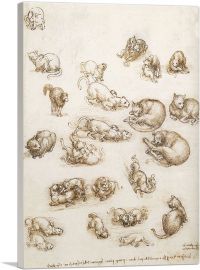 Lion and Cat Anatomical Study-1-Panel-12x8x.75 Thick