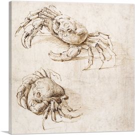 Studies of Crabs-1-Panel-12x12x1.5 Thick