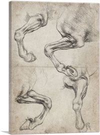 Studies of Horse's Leg-1-Panel-18x12x1.5 Thick