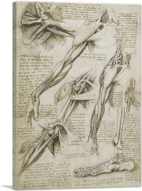 Studies of the Human Body - Muscles of the Arm and Foot-1-Panel-40x26x1.5 Thick