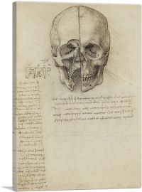 Studies of the Human Body - Skull-1-Panel-12x8x.75 Thick