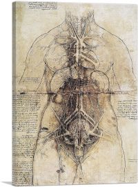 Anatomical Study 1510-1-Panel-18x12x1.5 Thick