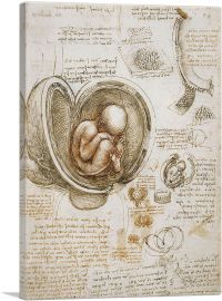 Studies of the Human Body - Study of a Foetus in the Womb 1510-1-Panel-18x12x1.5 Thick