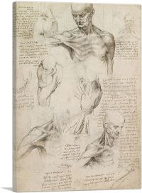 Studies of the Human Body - Superficial Anatomy of the Shoulder and Neck 1510-1-Panel-18x12x1.5 Thick