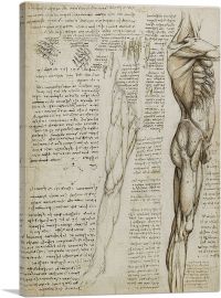 Studies of the Human Body - The Muscles of the Leg-1-Panel-18x12x1.5 Thick