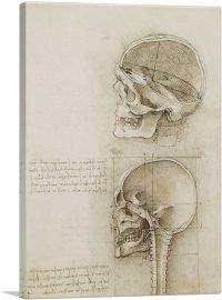 Studies of the Human Body - The Skull-1-Panel-18x12x1.5 Thick