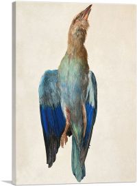 Dead Bluebird - Blue Roller 1512-1-Panel-40x26x1.5 Thick
