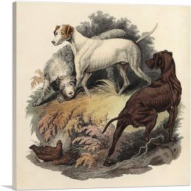 Engravings Breeds Of Dogs in Great Britain-1-Panel-18x18x1.5 Thick