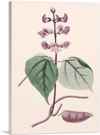 Hyacinth Bean Vine-1-Panel-18x12x1.5 Thick
