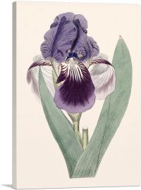 Iris Flower-1-Panel-12x8x.75 Thick