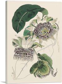Passiflora Laurifolia Flower 1815-1-Panel-26x18x1.5 Thick