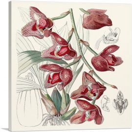 Acineta Superba Orchid Flowers 1843-1-Panel-12x12x1.5 Thick
