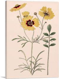 Plaiins Coreopsis Flowers 1824-1-Panel-18x12x1.5 Thick