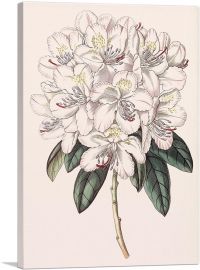 Rhododendron Flower 1843-1-Panel-12x8x.75 Thick
