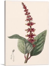 Salvia Confertiflora 1839-1-Panel-26x18x1.5 Thick