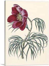 Tenuifolia Peony Flower 1828-1-Panel-12x8x.75 Thick