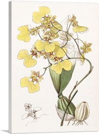 Yellow Orchid Flowers 1843-1-Panel-12x8x.75 Thick
