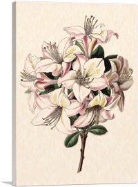 Alstroemeria Peruvian Lily 1843-1-Panel-12x8x.75 Thick