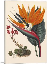 Bird Of Paradise 1806-1-Panel-40x26x1.5 Thick