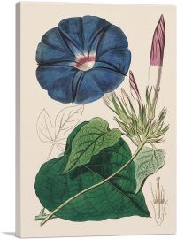 Blue Morning Glory Flower 1815-1-Panel-12x8x.75 Thick