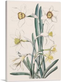 Daffodil Flowers-1-Panel-26x18x1.5 Thick