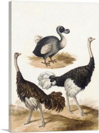Dodo And The Ostrich Bird-1-Panel-18x12x1.5 Thick