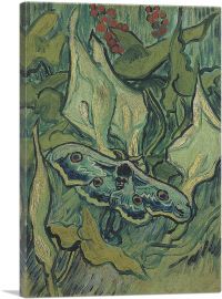 Giant Peacock Moth 1889-1-Panel-26x18x1.5 Thick