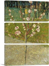 Almond Tree in Blossom 1888-3-Panels-90x60x1.5 Thick
