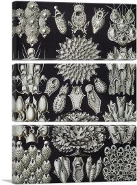 Bryozoa Black White-3-Panels-90x60x1.5 Thick