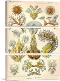 Bryozoa Sea Creatures-3-Panels-60x40x1.5 Thick