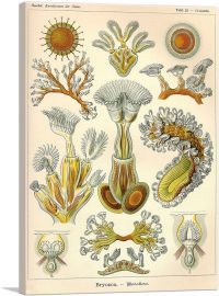 Bryozoa Sea Creatures-1-Panel-18x12x1.5 Thick