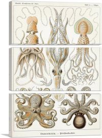 Cephalopods Squid Octopus 1899-3-Panels-60x40x1.5 Thick