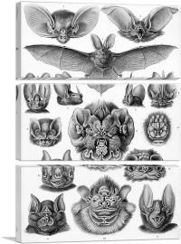 Chiroptera Bat 1904-3-Panels-90x60x1.5 Thick