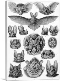 Chiroptera Bat 1904-1-Panel-18x12x1.5 Thick