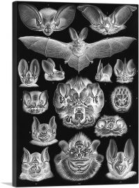 Chiroptera Bat Black 1904-1-Panel-12x8x.75 Thick