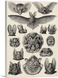 Chiroptera Bat Tan 1904-1-Panel-26x18x1.5 Thick