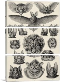Chiroptera Bat Tan 1904-3-Panels-90x60x1.5 Thick