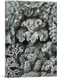 Corals Sea Reefs-1-Panel-18x12x1.5 Thick