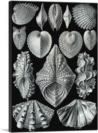 Acephala Sea Shells-1-Panel-12x8x.75 Thick